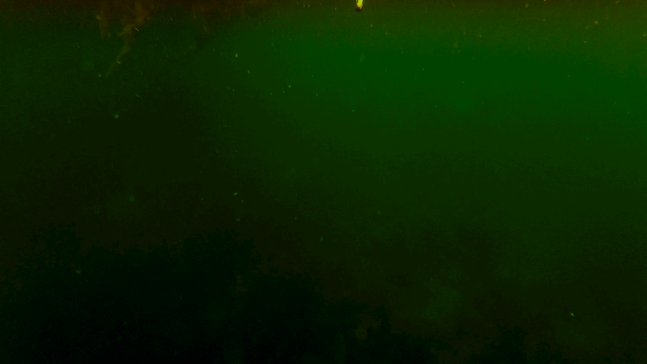 Longtail GIF